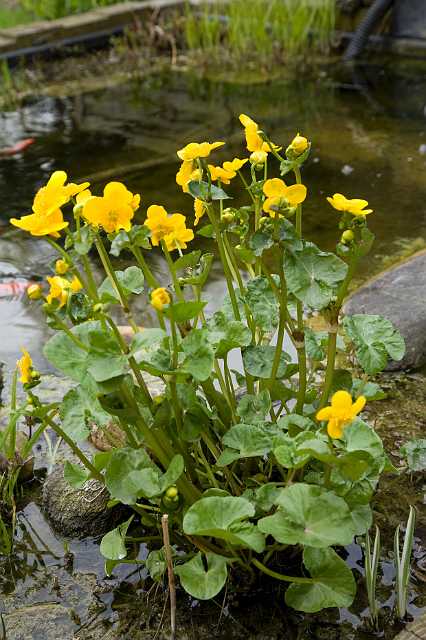 FH_VP_5058(Caltha palustris).jpg - Dotterbloem